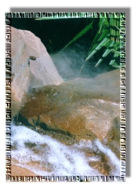 Misting Sytem palm